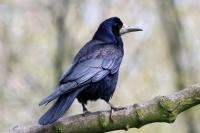 Rook