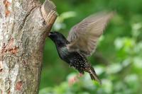 Starling pinching the Woodpeckers Utterly Peanut Buttery.
They won't be beaten