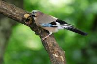 Someone is in trouble, they're supposed to peck at the utterly peanut buttery not take the whole plug away in one go.

Jay
.